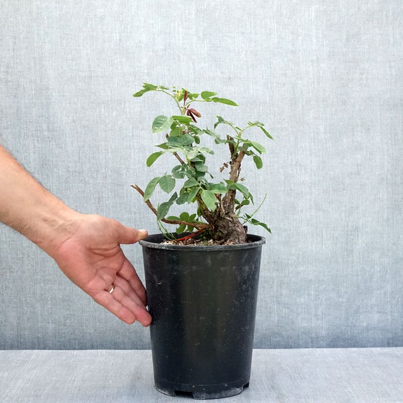 Example of Rosier à grandes fleurs Donatella Pot van 4 l/5 l as you get in ete