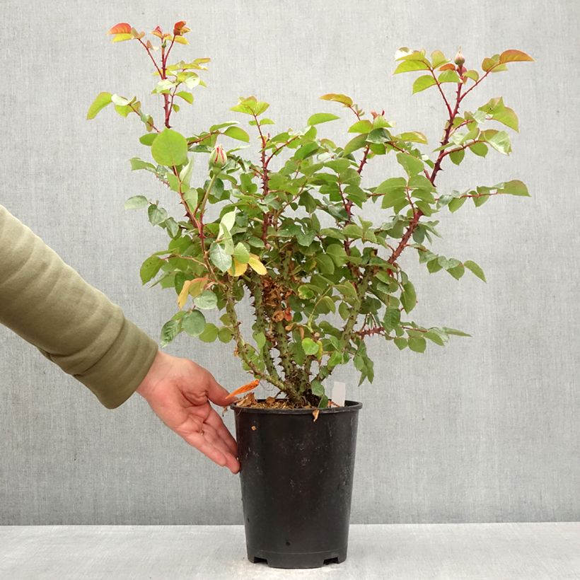 Exemplaar van Rosa DRAKKAR - Grootbloemige roos Pot van 4 l/5 l zoals geleverd in de lente