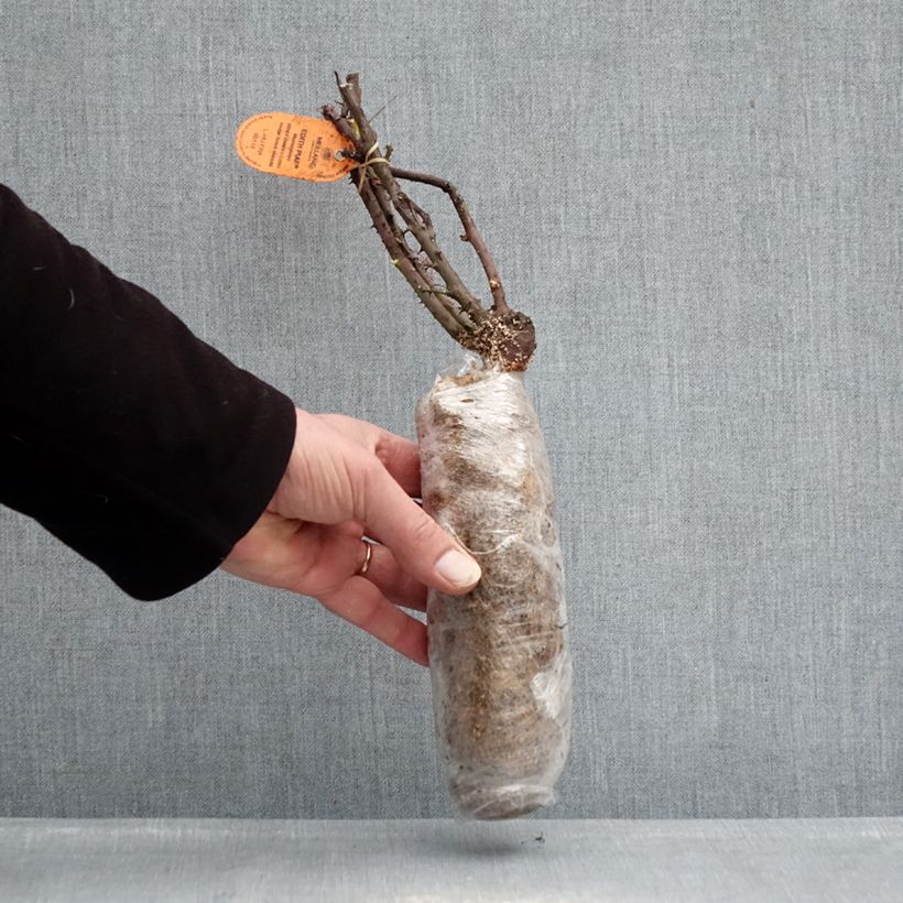 Exemplaar van Rosa Edith Piaf - Grootbloemige roos In kluit zoals geleverd in de winter