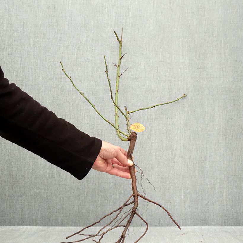 Example of Rosier à grandes fleurs Elégance Française Petites Racines nues as you get in hiver