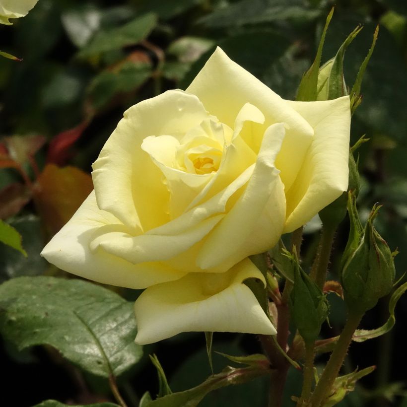 Rosa Limona - Grootbloemige roos (Bloei)