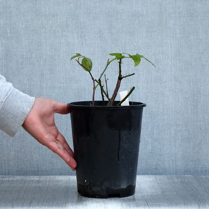 Exemplaar van Rosa Limona - Grootbloemige roos Pot van 4 l/5 l zoals geleverd in de herfst
