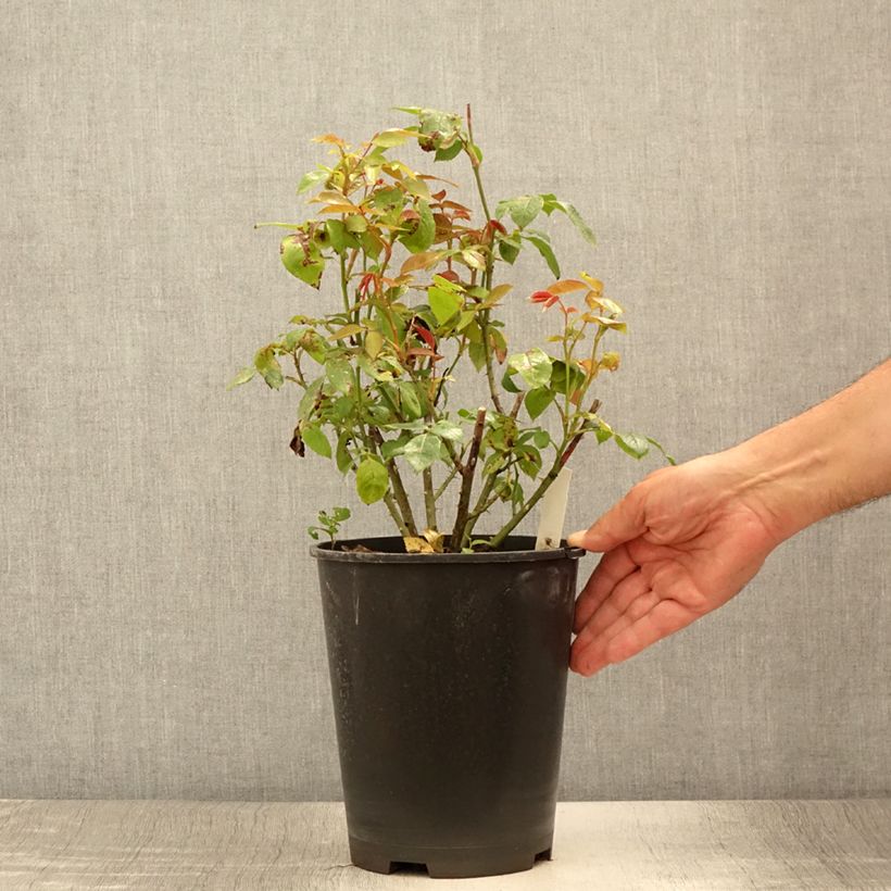 Exemplaar van Rosa Meine Rose - Grootbloemige roos Pot van 4 l/5 l zoals geleverd in de zomer