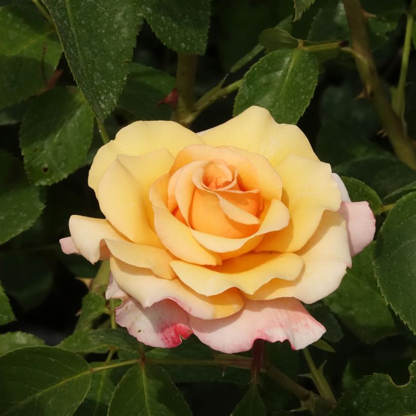 Rosa Oh Happy Day - Grootbloemige roos (Bloei)