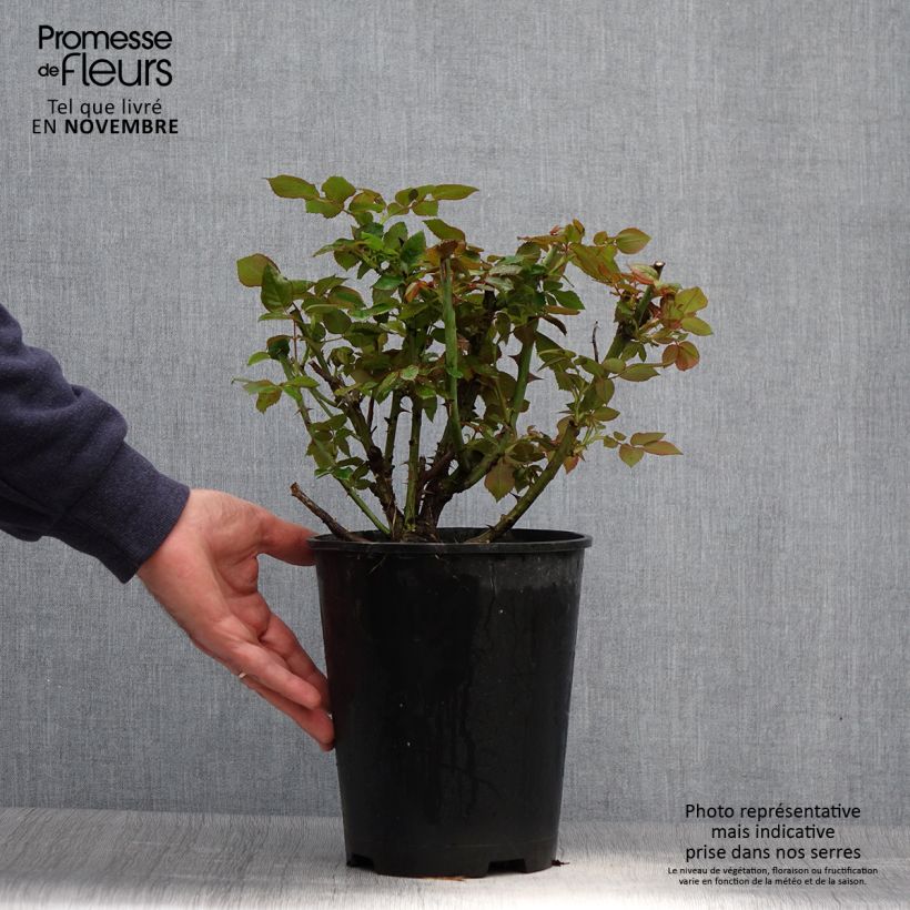 Exemplaar van Rosa Eriko Takeda - Grootbloemige roos Pot van 4 l/5 l zoals geleverd in de herfst