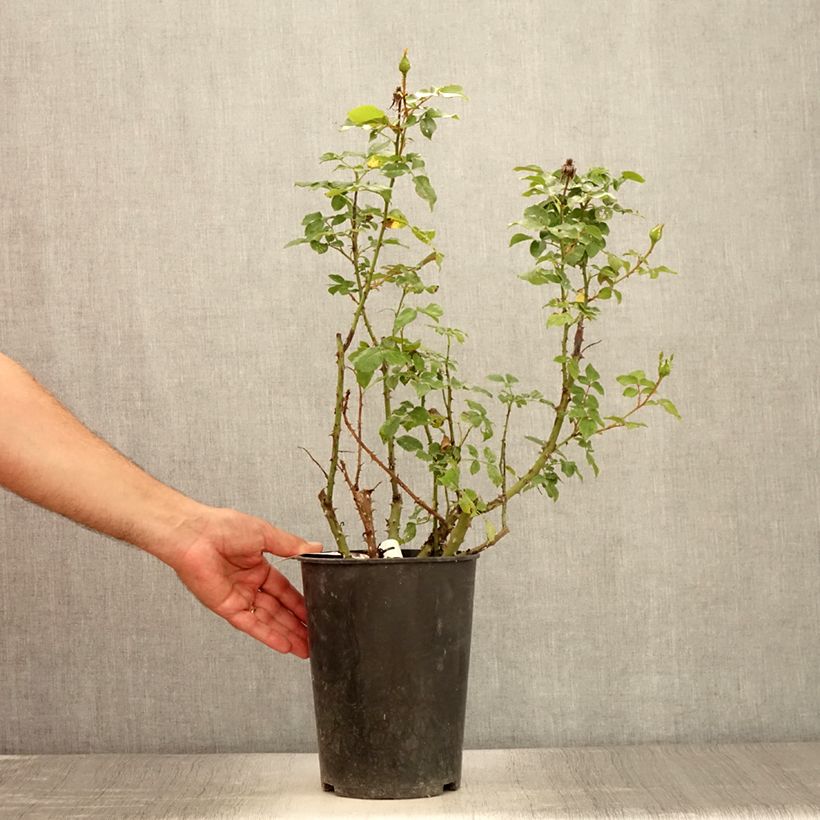 Exemplaar van Rosa Espoir d'Anjou - Grootbloemige roos Pot van 4 l/5 l zoals geleverd in de zomer