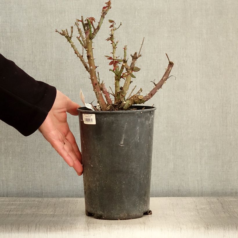 Example of Rosier à grandes fleurs Espoir d'Anjou Pot van 4 l/5 l as you get in hiver