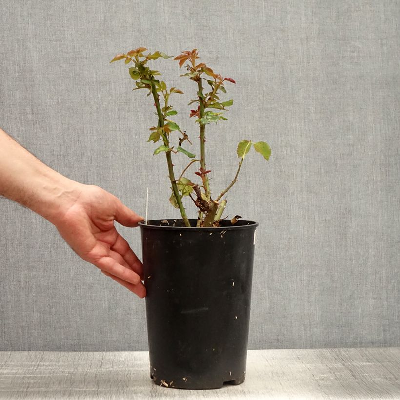 Exemplaar van Rosa Espoir d'Anjou - Grootbloemige roos Pot van 4 l/5 l zoals geleverd in de lente