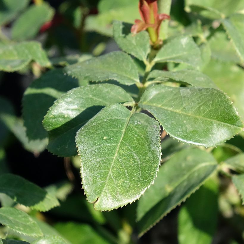 Rosa EUREKA - Grootbloemige roos (Blad)