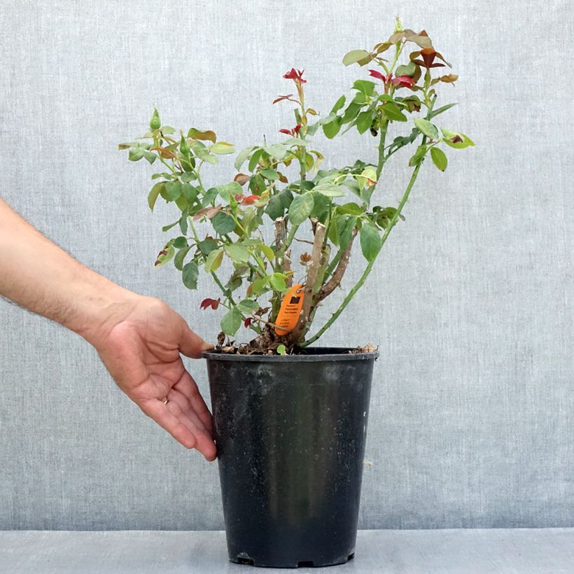 Exemplaar van Rosa EUREKA - Grootbloemige roos Pot van 4 l/5 l zoals geleverd in de zomer