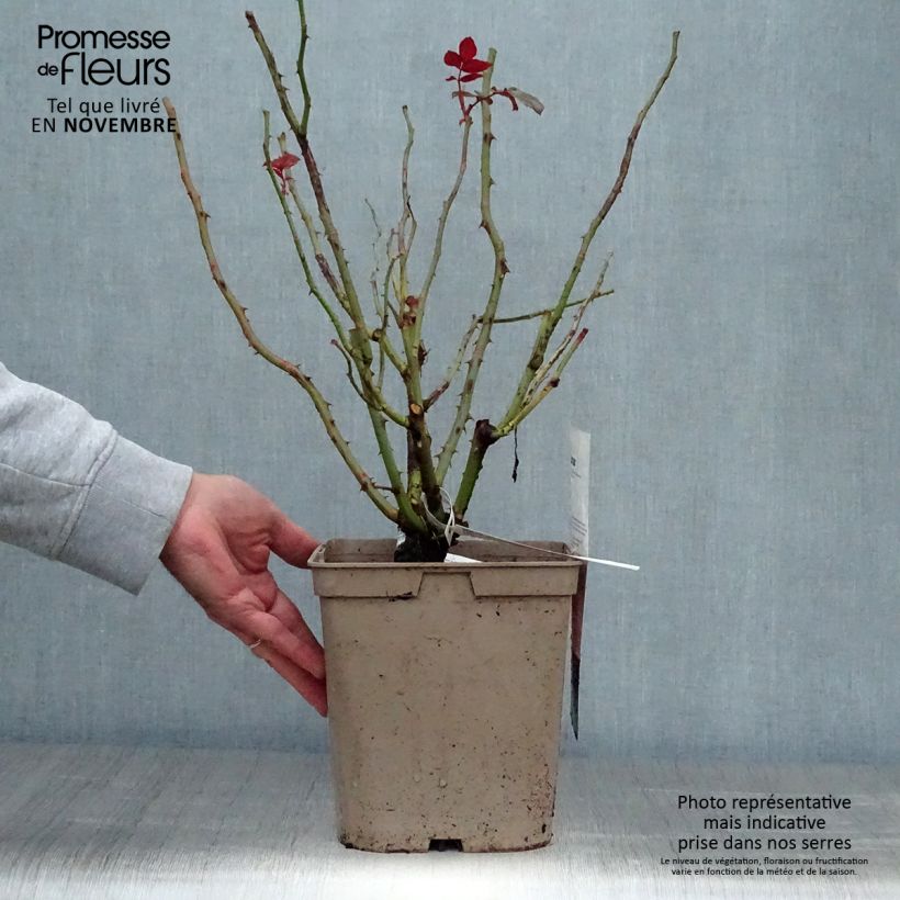 Exemplaar van Rosa Fragonard - Grootbloemige roos Pot van 3 l/4 l zoals geleverd in de herfst