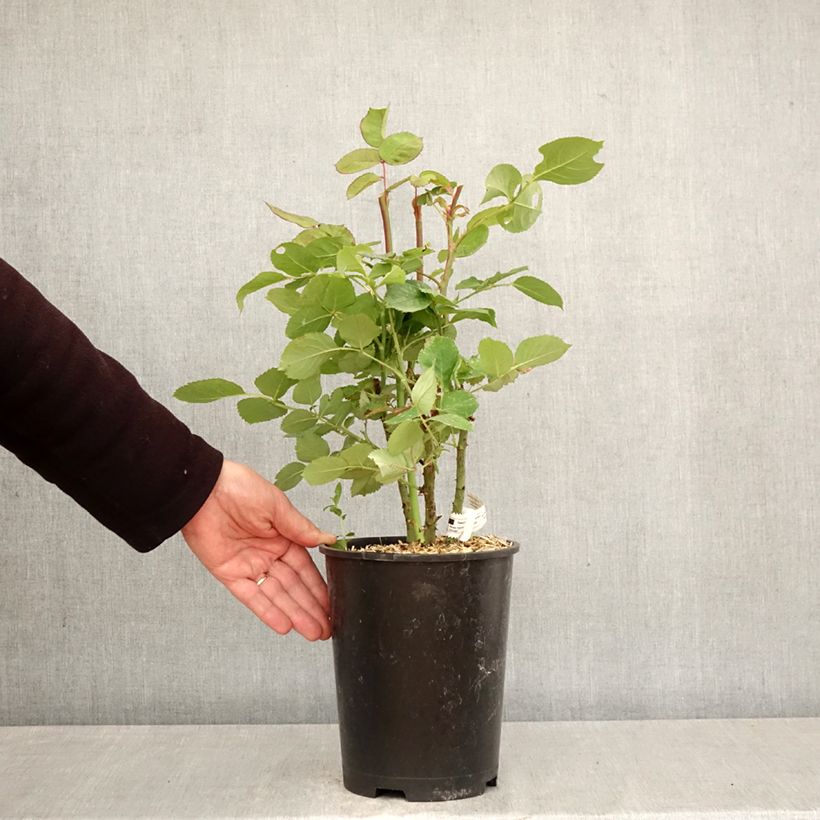 Exemplaar van Rosa France Libre - Grootbloemige roos Pot van 4 l/5 l zoals geleverd in de lente
