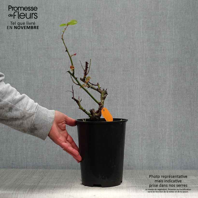 Exemplaar van Rosa Frederic Mistral - Grootbloemige roos Pot van 4 l/5 l zoals geleverd in de herfst