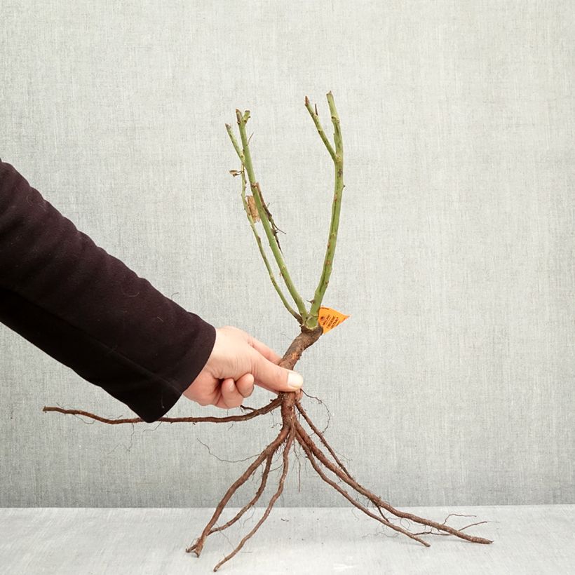 Exemplaar van Rosa Frederic Mistral - Grootbloemige roos Naakte wortel zoals geleverd in de winter