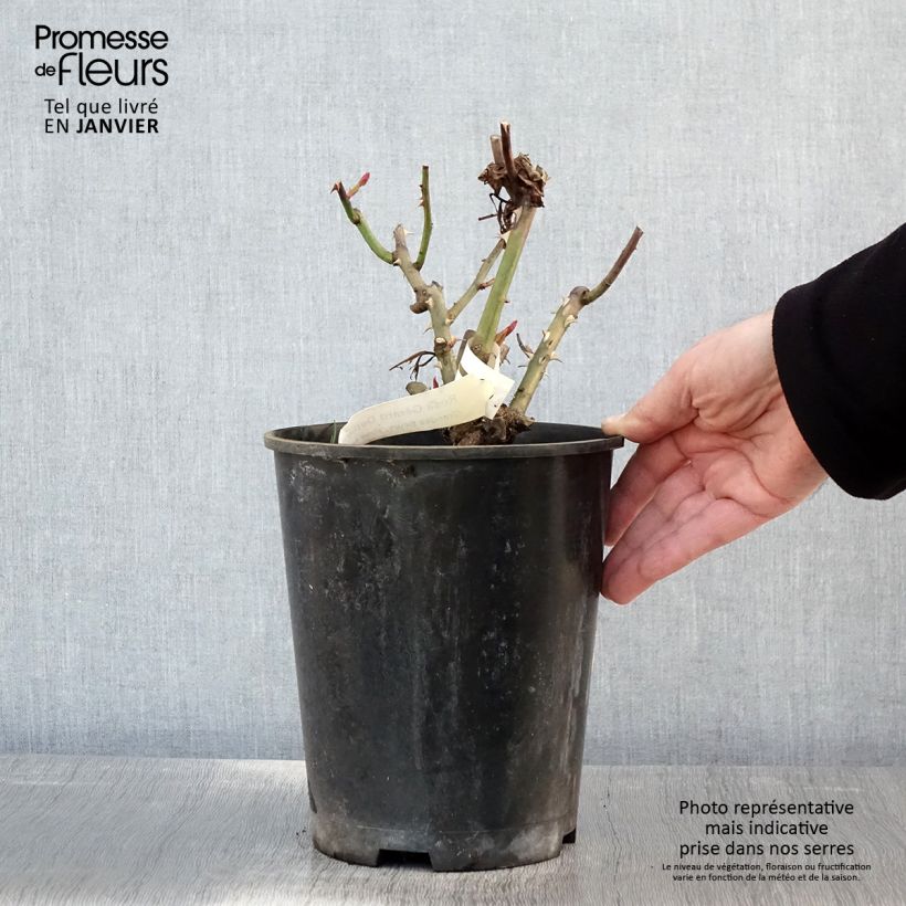Example of Rosier à grandes fleurs Gérard Depardieu Pot van 4 l/5 l as you get in hiver