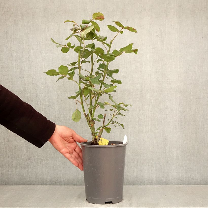Exemplaar van Rosa Girandola - Grootbloemige roos Pot van 4 l/5 l zoals geleverd in de lente