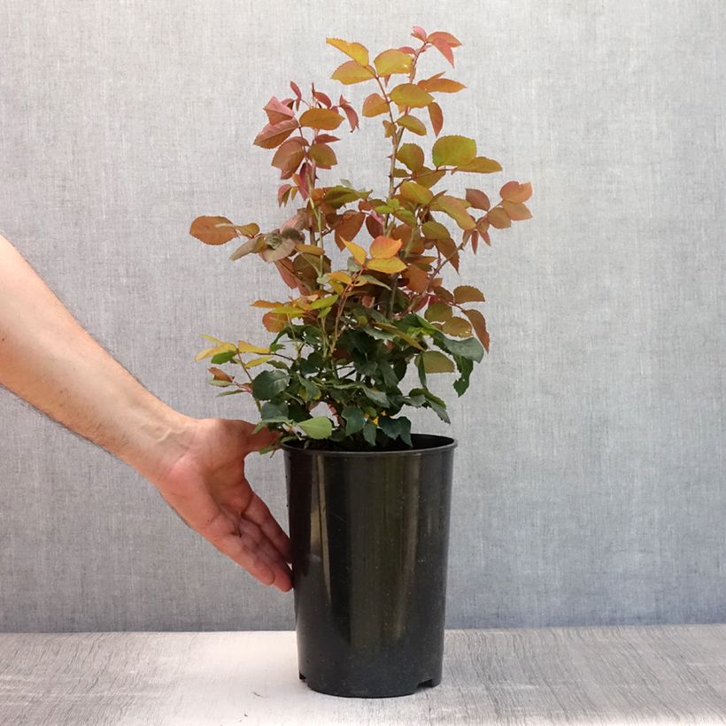 Exemplaar van Rosa Grande Amore - Grootbloemige roos Pot van 4 l/5 l zoals geleverd in de zomer