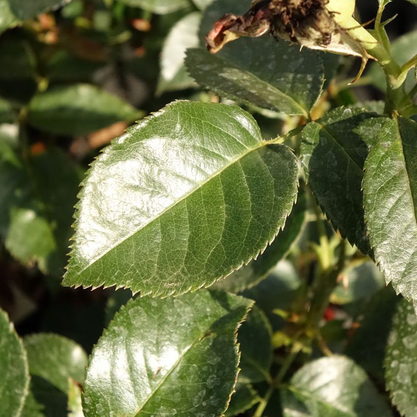 Rosa Grande Classe - Grootbloemige roos (Blad)