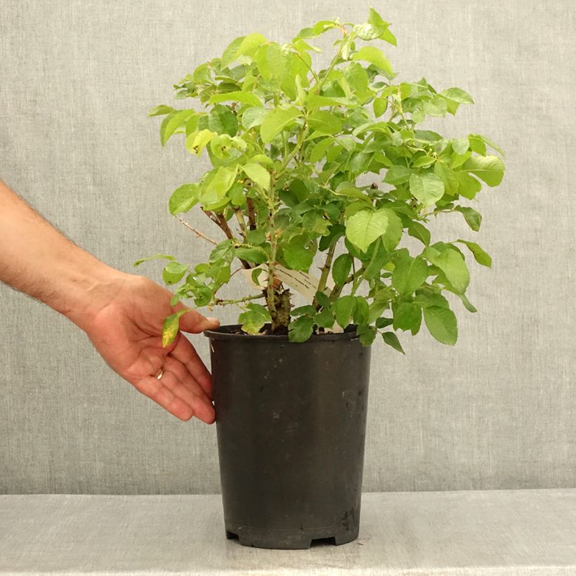 Exemplaar van Rosier à grandes fleurs Guillaume Gomez Pot de 4L/5L zoals geleverd in de zomer