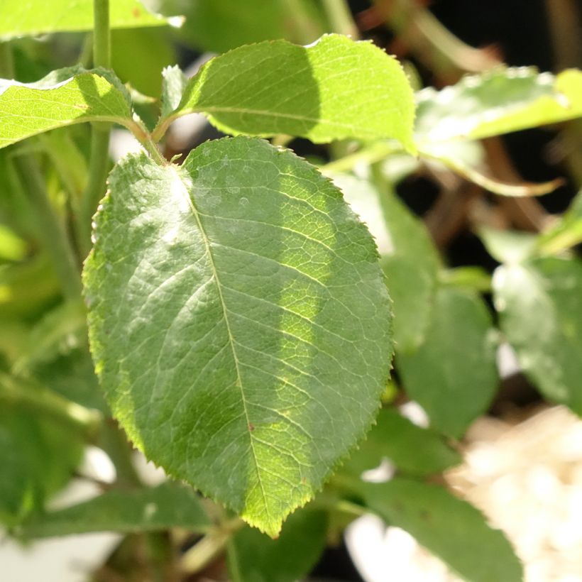 Rosa Guillaume Gomez - Grootbloemige roos (Blad)