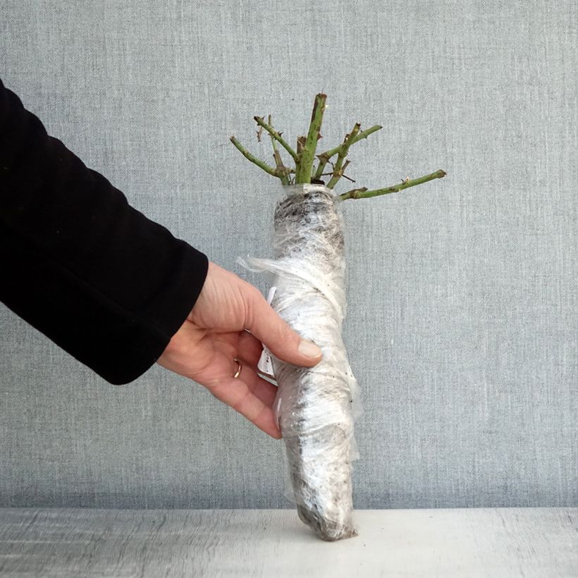 Example of Rosier à grandes fleurs Guillaume Gomez In kluit as you get in hiver