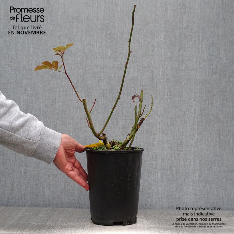 Exemplaar van Rosa Hacienda - Grootbloemige roos Pot van 4 l/5 l zoals geleverd in de herfst