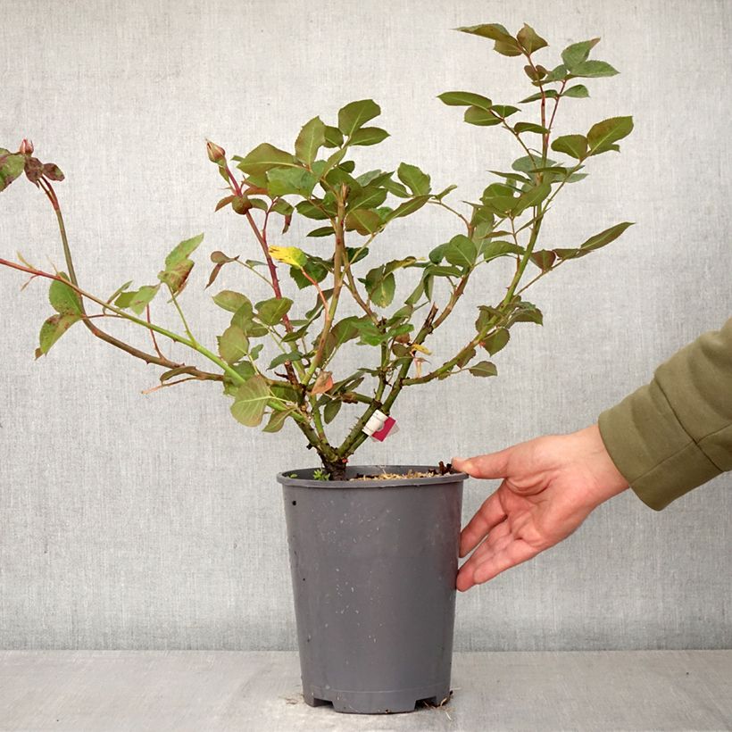 Exemplaar van Rosa Hameau Duboeuf - Grootbloemige roos Pot van 4 l/5 l zoals geleverd in de lente