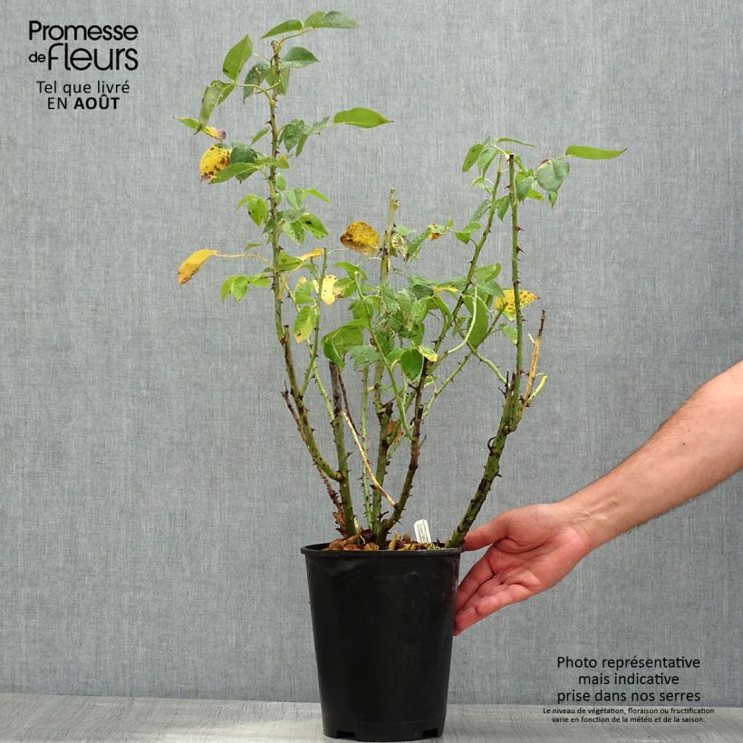 Example of Rosa Henri Delbard - Grootbloemige roos Pot van 3 l/4 l as you get in ete