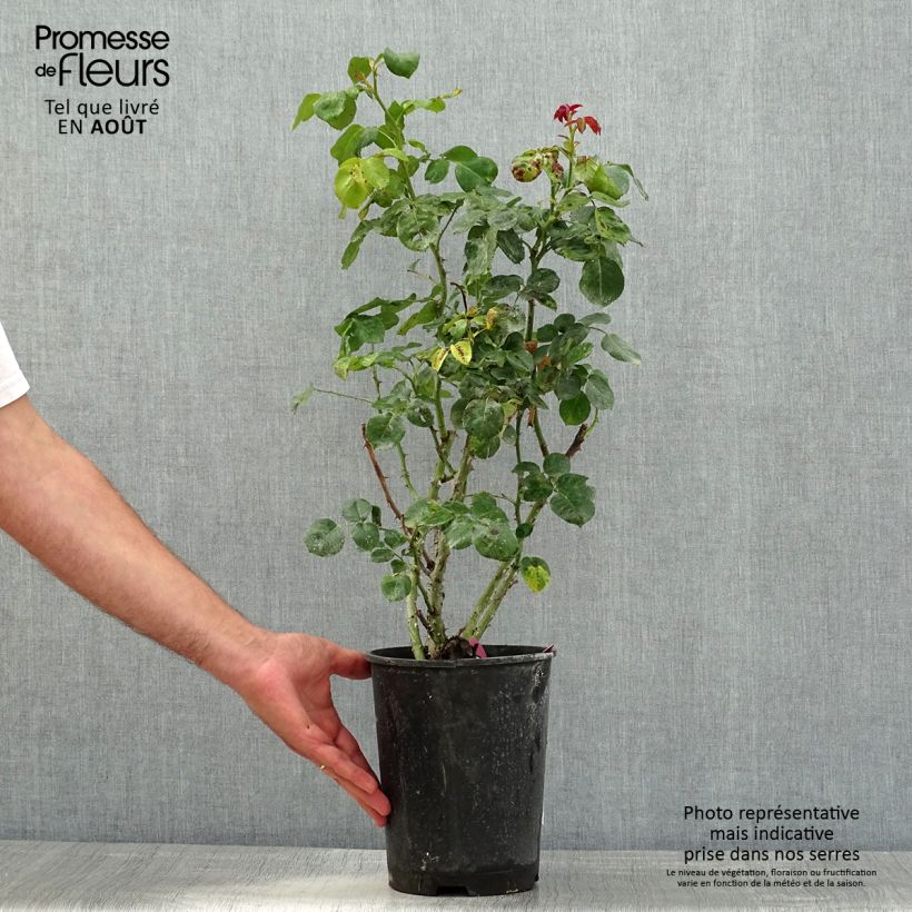 Exemplaar van Rosa Henryane de Chaponay - Grootbloemige roos Pot van 4 l/5 l zoals geleverd in de zomer