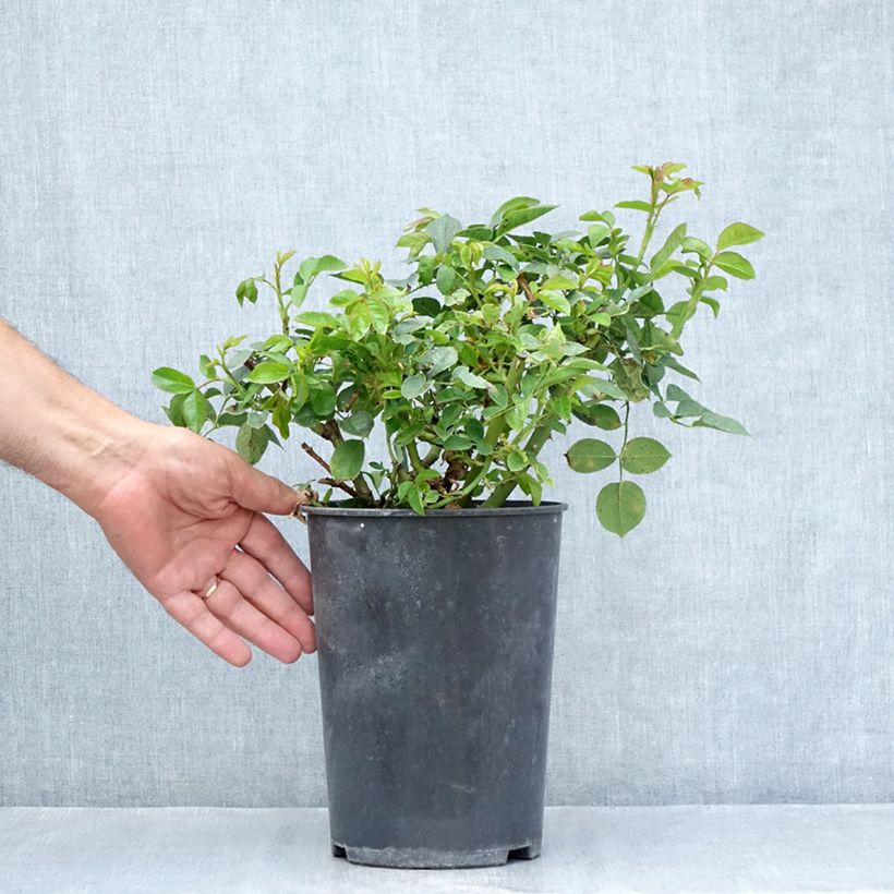 Exemplaar van Rosa Holiday Island Key Largo - Grootbloemige roos Pot van 4 l/5 l zoals geleverd in de zomer