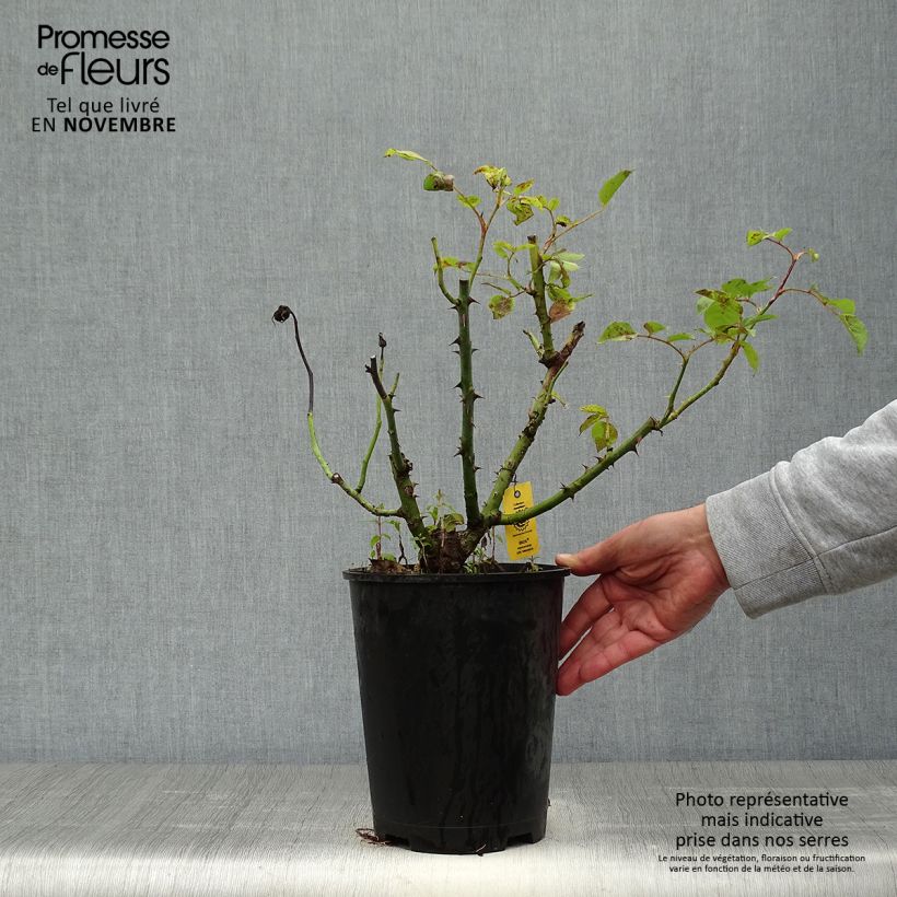 Exemplaar van Rosa Holiday Island Ibiza - Grootbloemige roos Pot van 4 l/5 l zoals geleverd in de herfst