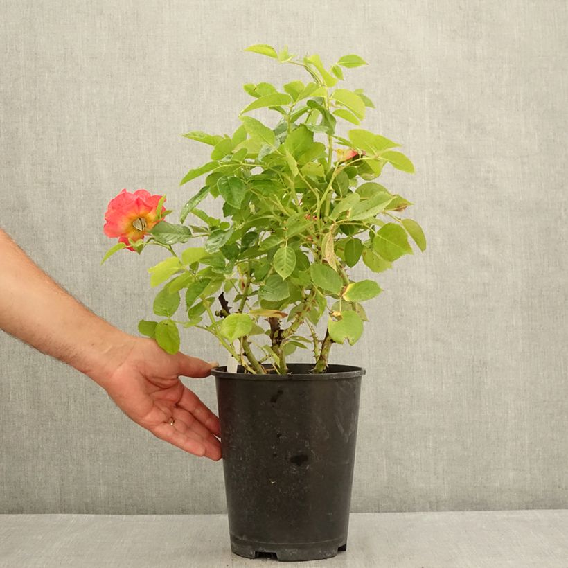 Exemplaar van Rosa Holiday Island Ibiza - Grootbloemige roos Pot van 4 l/5 l zoals geleverd in de zomer