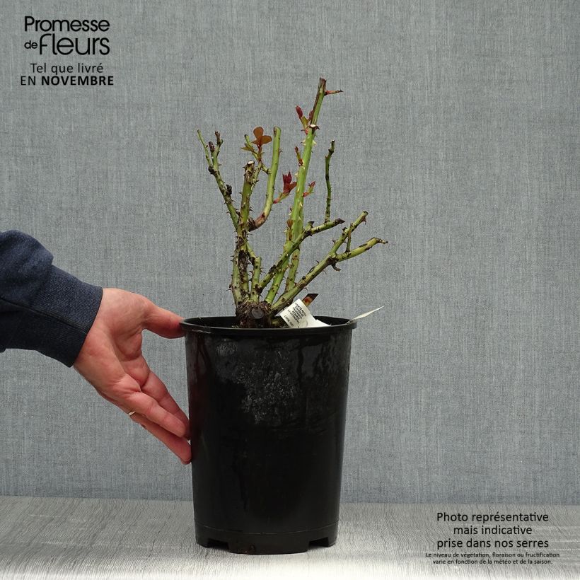 Exemplaar van Rosa Isabelle Autissier - Grootbloemige roos Pot van 4 l/5 l zoals geleverd in de herfst