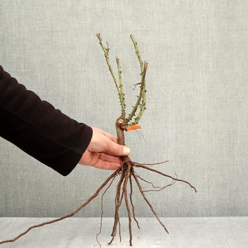 Exemplaar van Rosa Jardins de Bagatelle - Grootbloemige roos Naakte wortel zoals geleverd in de winter