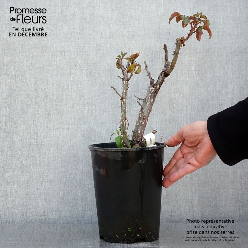 Exemplaar van Rosa Jeanne Coeur - Grootbloemige roos Pot van 4 l/5 l zoals geleverd in de herfst
