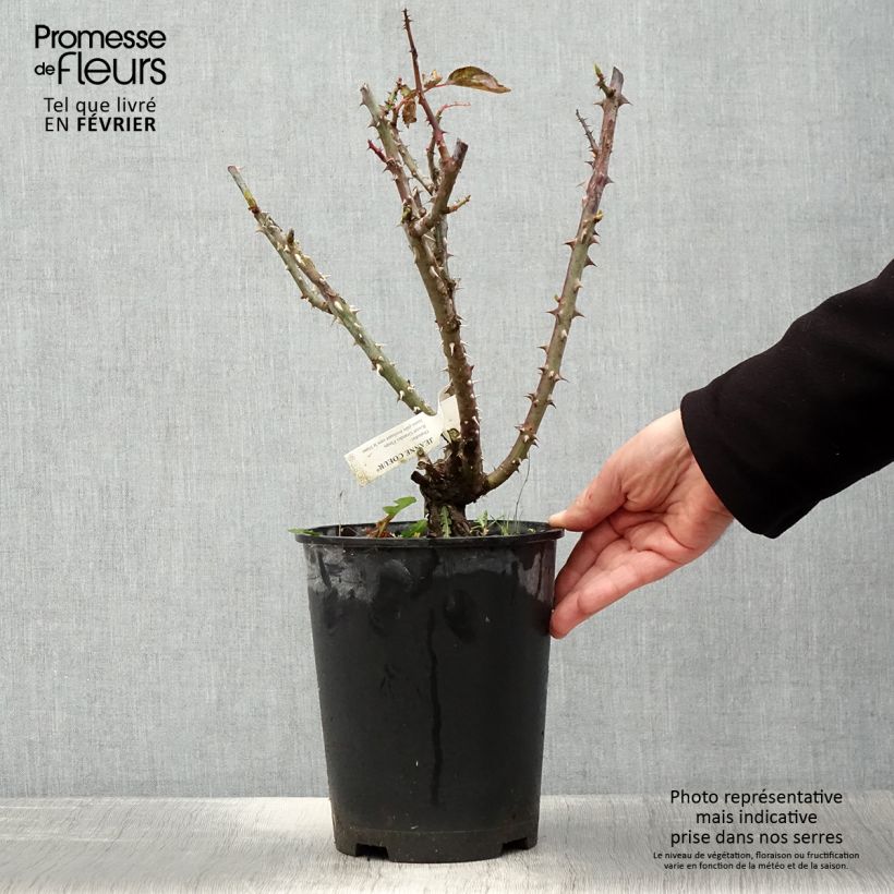 Example of Rosier à grandes fleurs Jeanne Coeur Pot van 4 l/5 l as you get in hiver