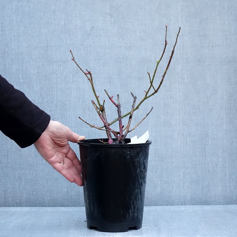 Exemplaar van Rosa Kazatchok - Grootbloemige roos Pot van 4 l/5 l zoals geleverd in de winter