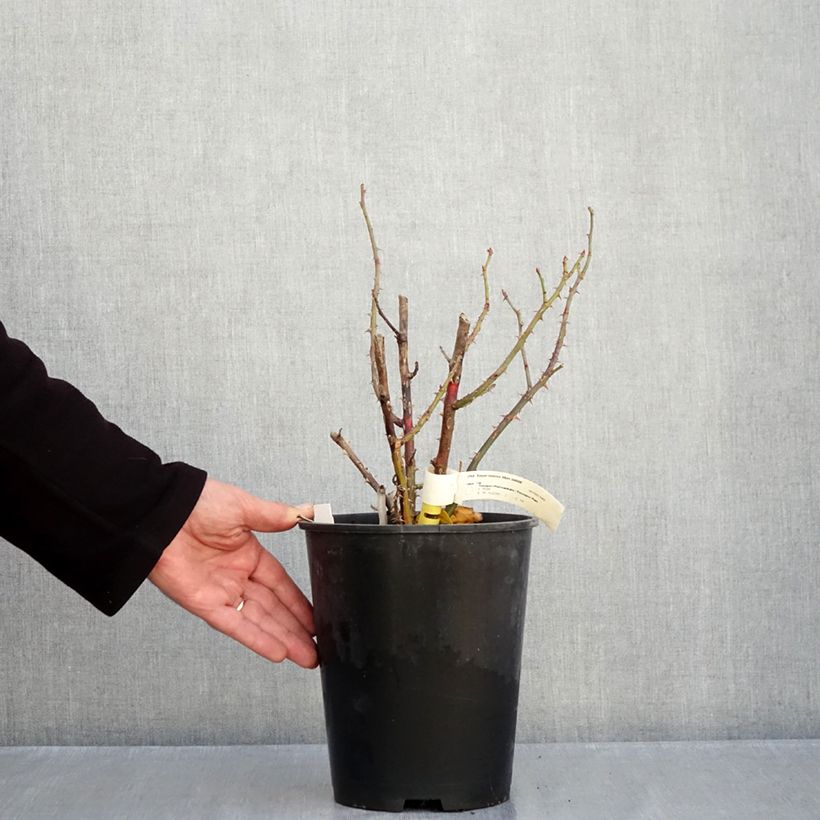 Exemplaar van Rosa Voyage - Grootbloemige roos Pot van 4 l/5 l zoals geleverd in de herfst