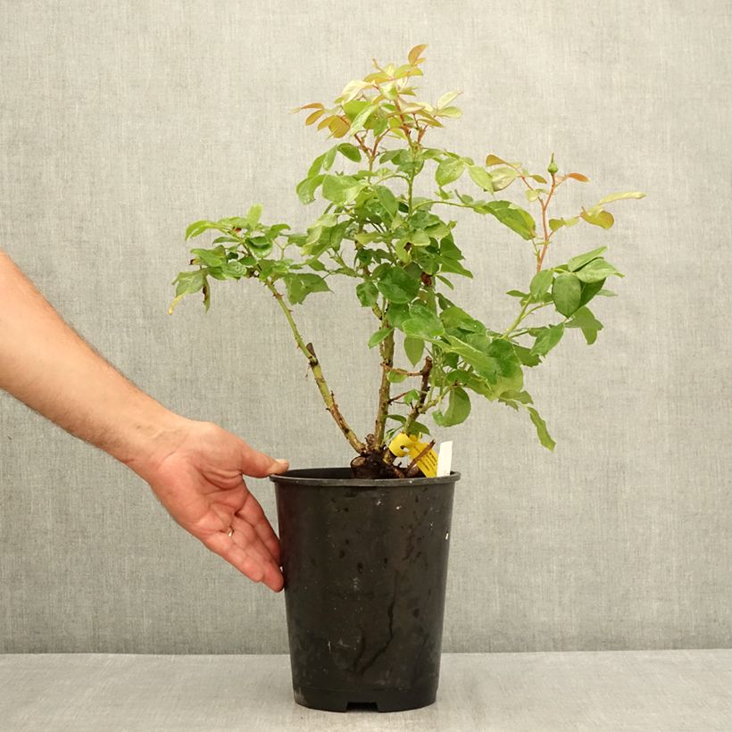 Exemplaar van Rosa Voyage - Grootbloemige roos Pot van 4 l/5 l zoals geleverd in de zomer