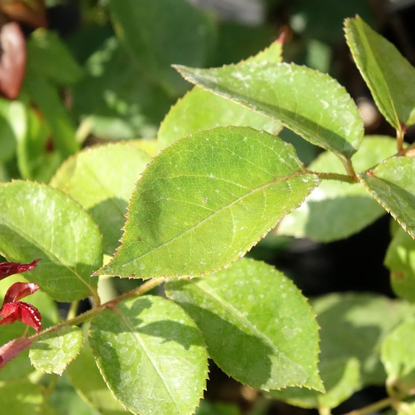 Rosa La Garçonne® Taneiglat - Grootbloemige roos (Blad)