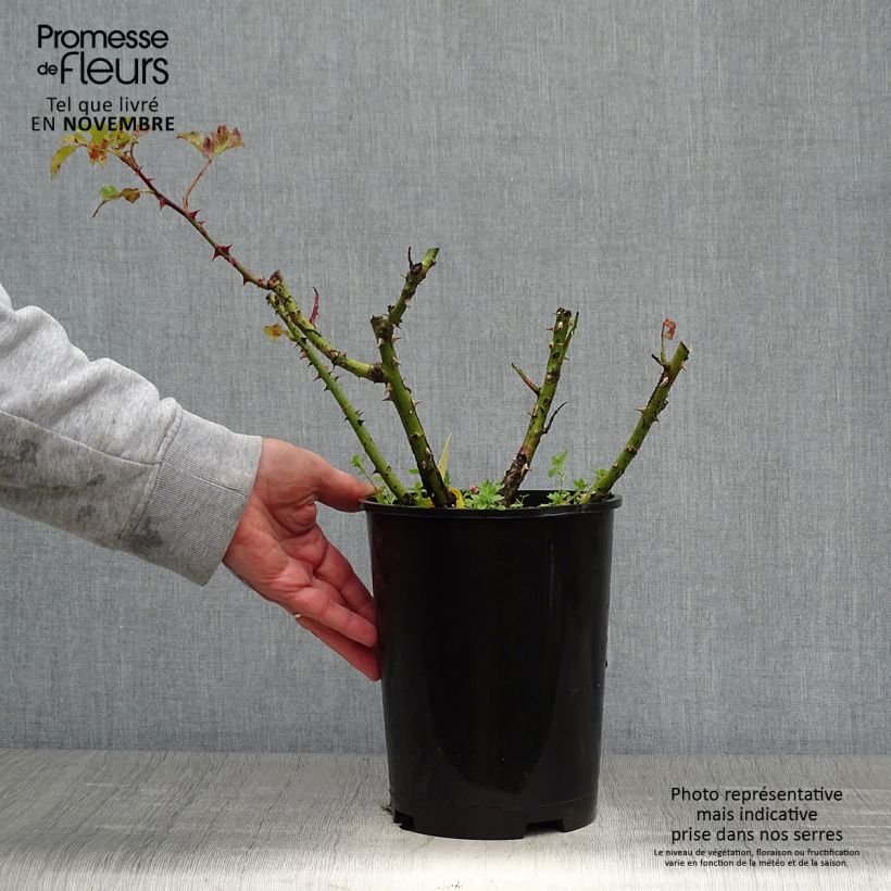 Exemplaar van Rosa La Rotonde - Grootbloemige roos Pot van 4 l/5 l zoals geleverd in de herfst