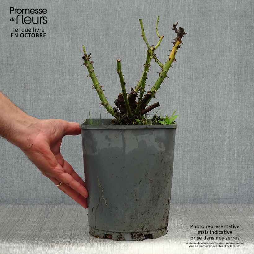 Exemplaar van Rosa Line Renaud - Grootbloemige roos Pot van 4 l/5 l zoals geleverd in de herfst