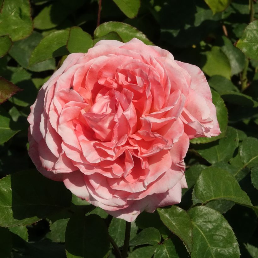Rosa Mademoiselle Meilland - Grootbloemige roos (Bloei)