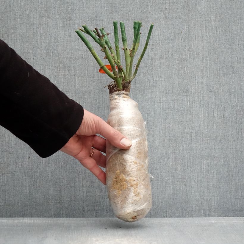 Exemplaar van Rosa Mademoiselle Meilland - Grootbloemige roos In kluit zoals geleverd in de winter