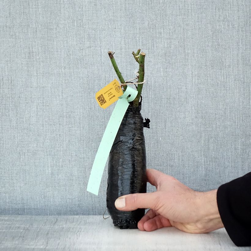 Example of Rosa Memoire - Grootbloemige roos In kluit as you get in hiver