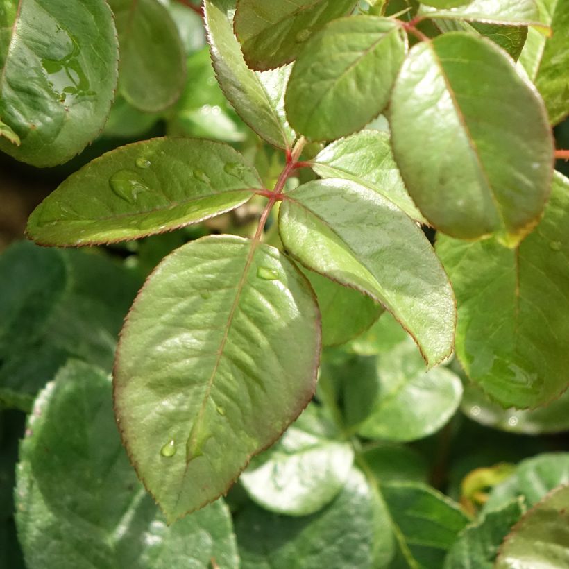 Rosa Michelangelo - Grootbloemige roos (Blad)