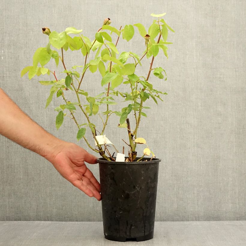 Exemplaar van Rosa Michèle Meilland - Grootbloemige roos Pot van 4 l/5 l zoals geleverd in de zomer