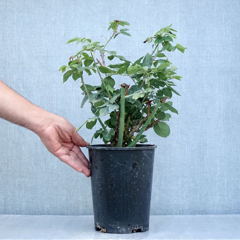 Example of Rosier à grandes fleurs Mister Lincoln Pot van 4 l/5 l as you get in ete