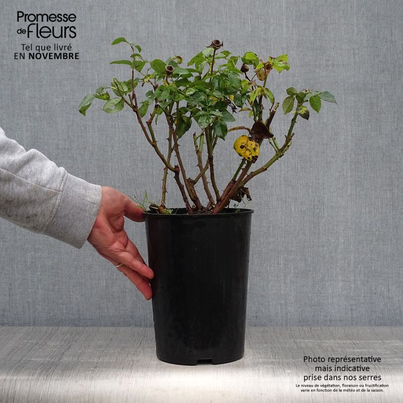 Exemplaar van Rosa Peace - Grootbloemige roos Pot van 4 l/5 l zoals geleverd in de herfst