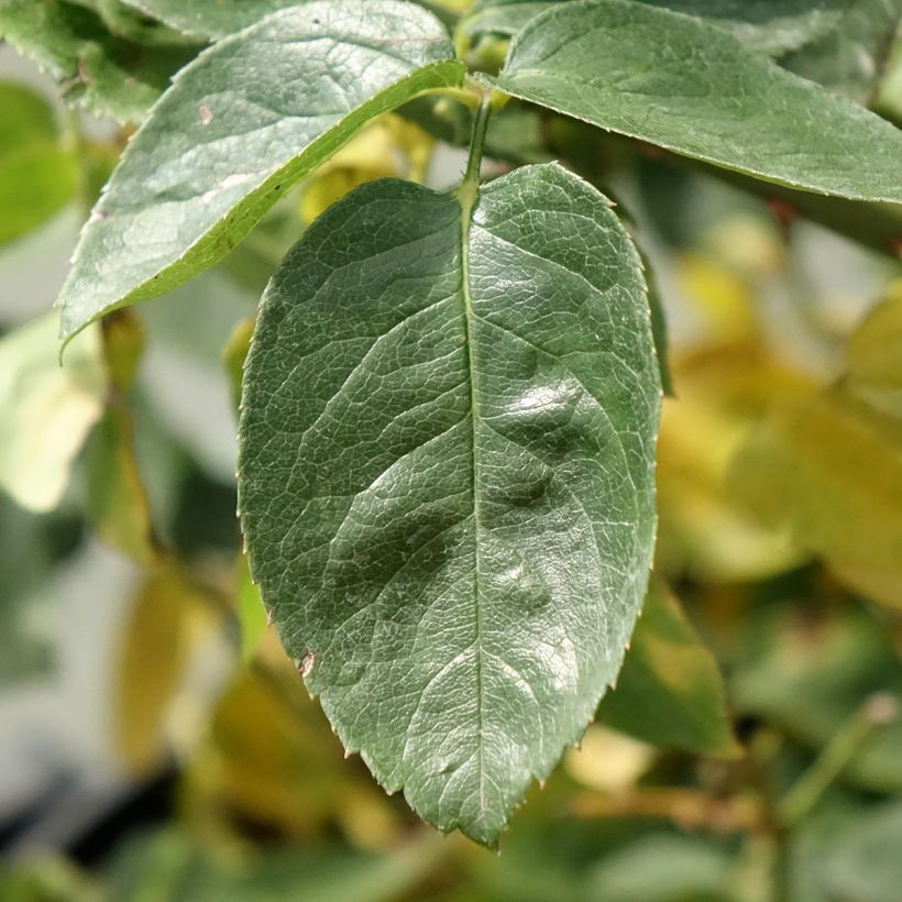 Rosa Peace - Grootbloemige roos (Blad)